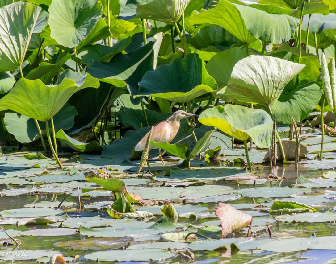 Santuario delle Grazie e Navigazione tra i fior di Loto sul Mincio