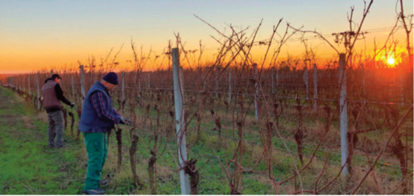 Visita alla Cantina Azienda Lazzari di Capriano del Colle